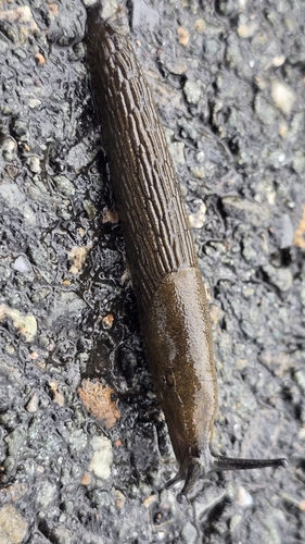Black Slug
