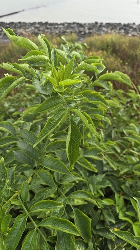 European black elderberry