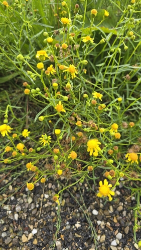 Narrow-leaved Ragwort