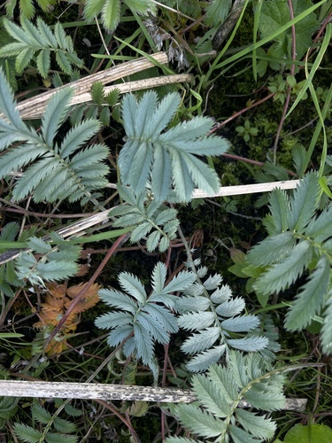 common silverweed
