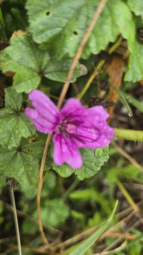 Common Mallow