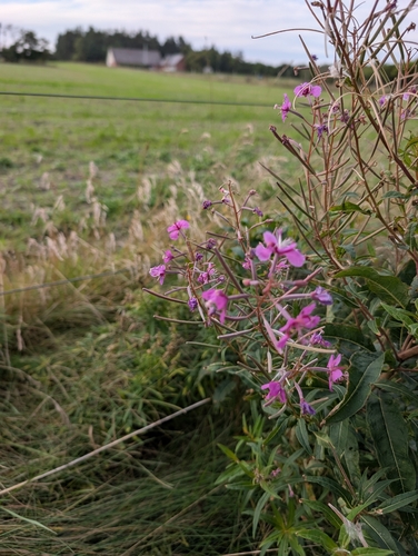 fireweed