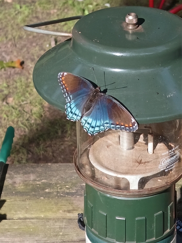 Red-spotted Purple