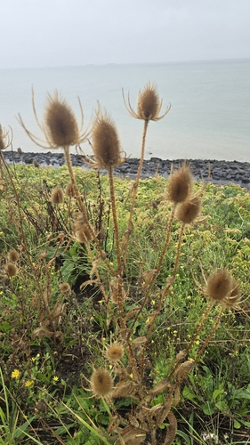wild teasel