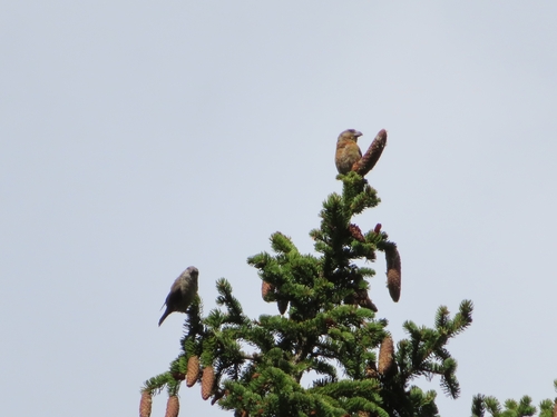 Red Crossbill