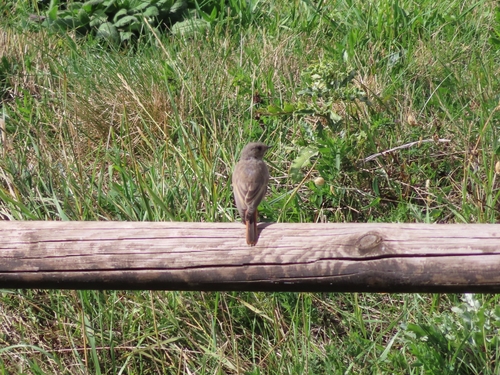 Black Redstart