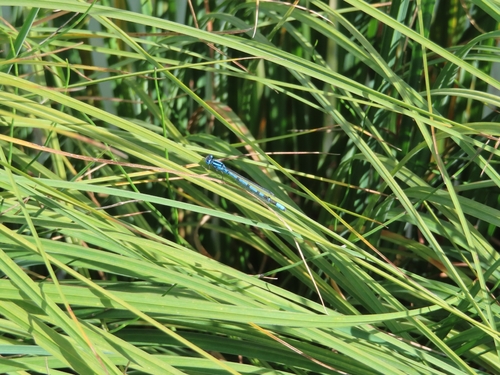 Common Blue Damselfly
