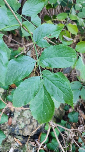 European black elderberry
