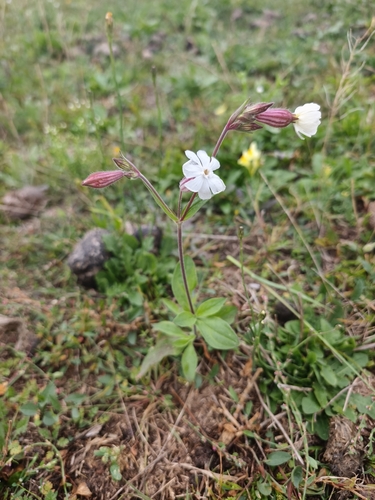 white campion
