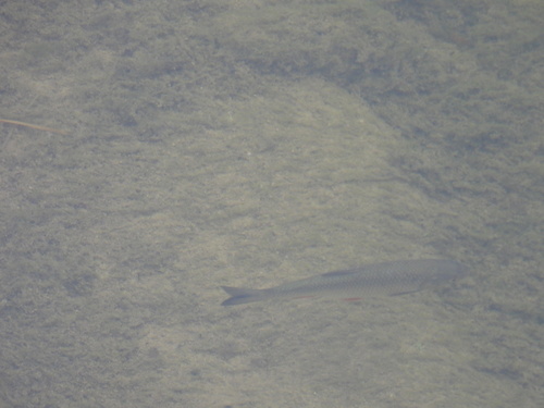 European Chub