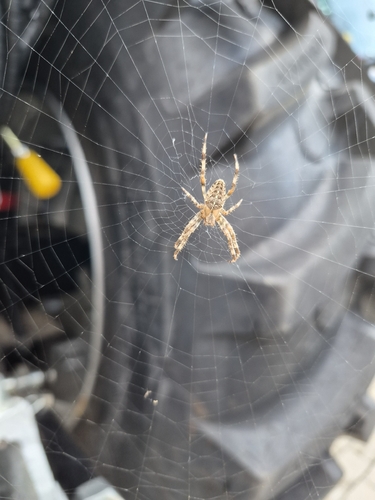Cross Orbweaver