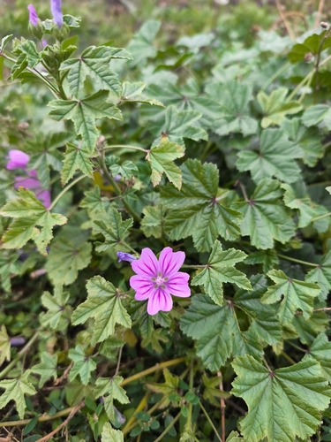 Common Mallow