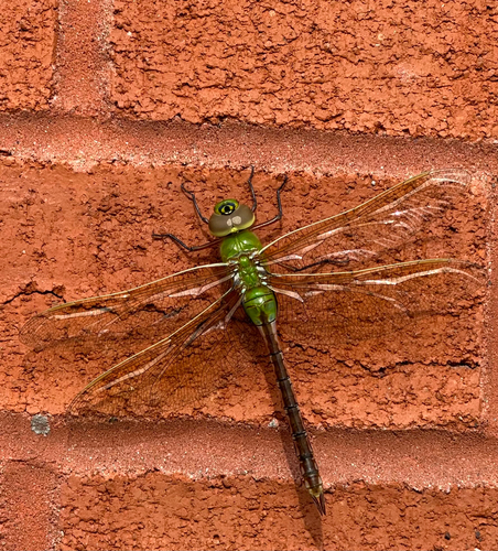 Common Green Darner