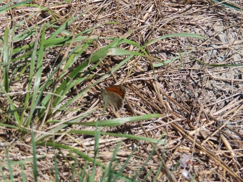 Meadow Brown