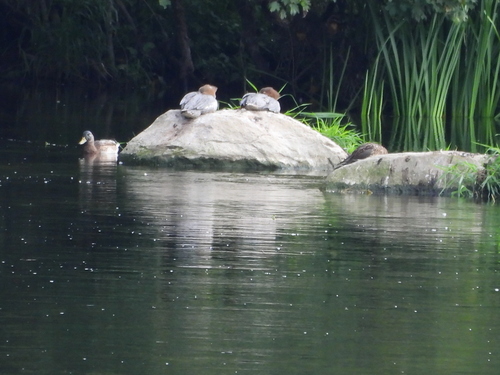 Common Merganser