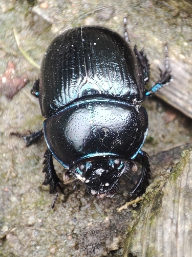Woodland Dor Beetle