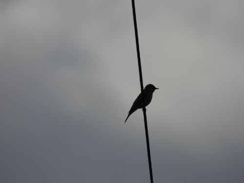 Spotted Flycatcher