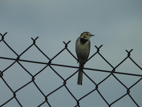 White Wagtail