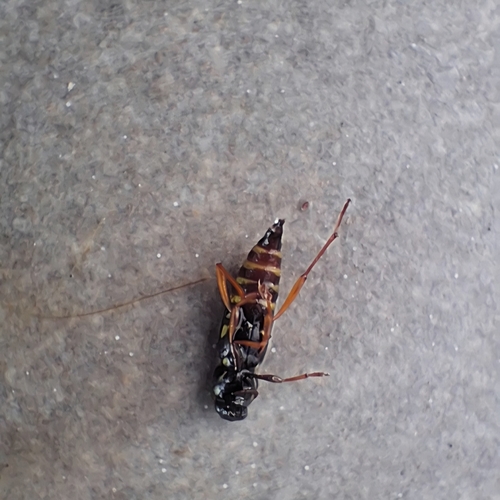Xylotrechus antilope