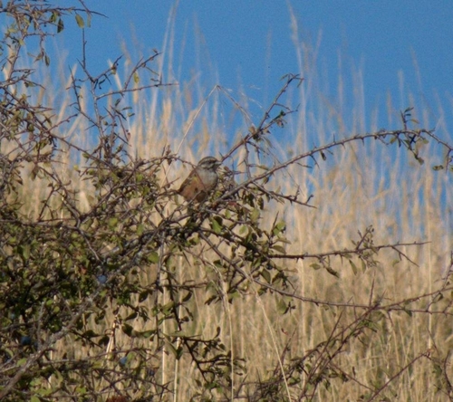 Rock Bunting