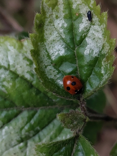 5-spotted Lady Beetle