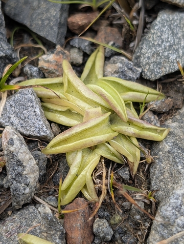 Common Butterwort