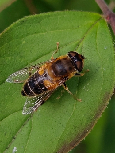 Tapered Drone Fly