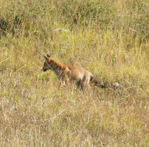 Red Fox