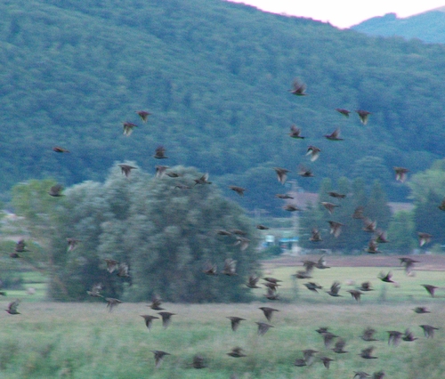 European Starling