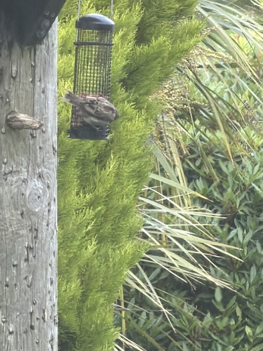 House Sparrow