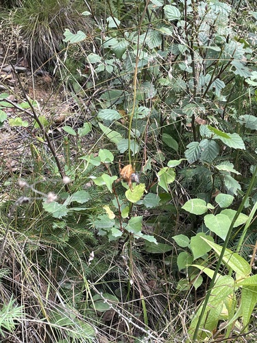 Cross Orbweaver