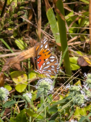 Gulf Fritillary