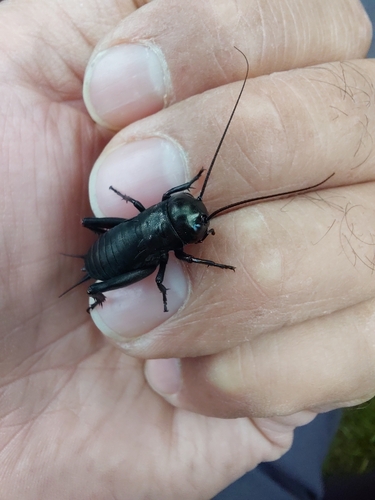 European Field Cricket