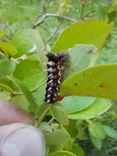 Knot Grass Moth