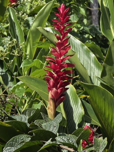 Red Ginger