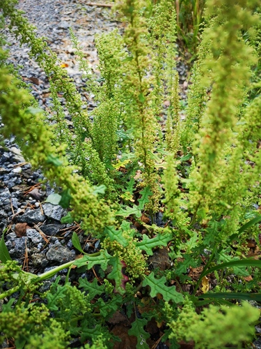 Jerusalem oak