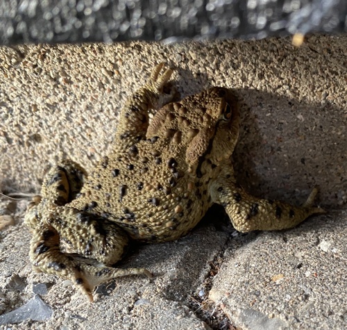 European Toad