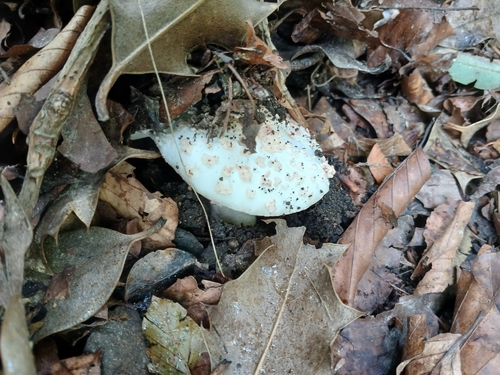 False Death-cap
