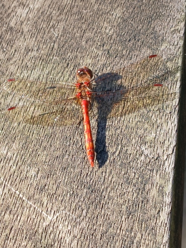 Common Darter