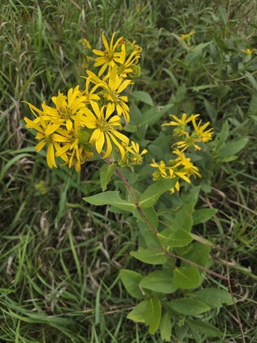 prairie rosinweed