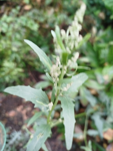 Common Lambsquarters