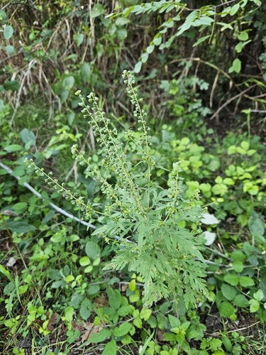 common ragweed