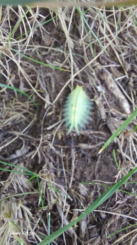 Crowned Slug Moth
