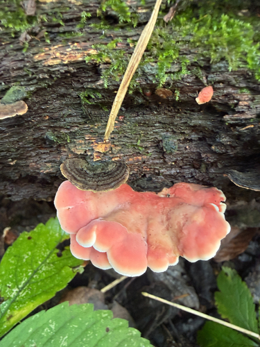 Coral-pink Merulius
