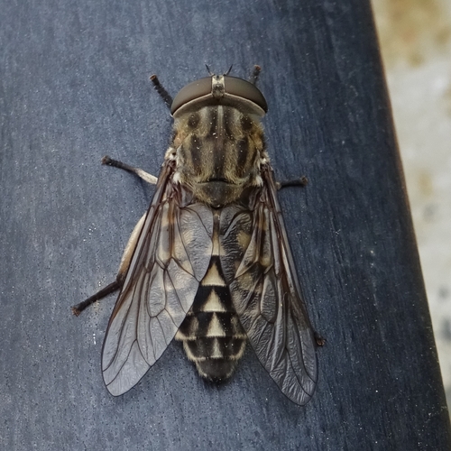 Large Marsh Horse Fly