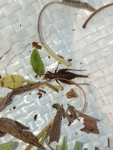 Hairy Scale-cricket