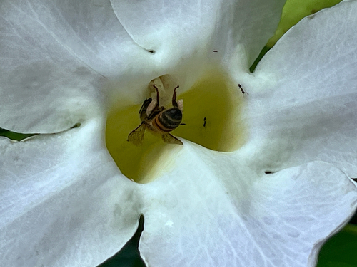 Western Honey Bee
