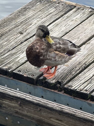 Mallard