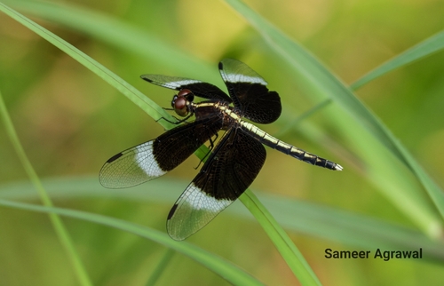 Pied Paddy Skimmer