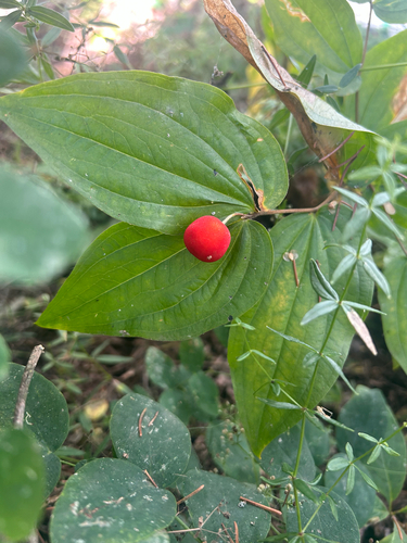 rough-fruited fairybells